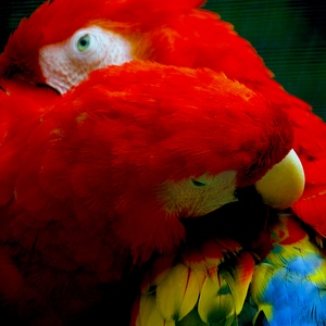 Deux perroquets se grattant mutuellement du bec - Belgique  - collection de photos clin d'oeil, catégorie animaux